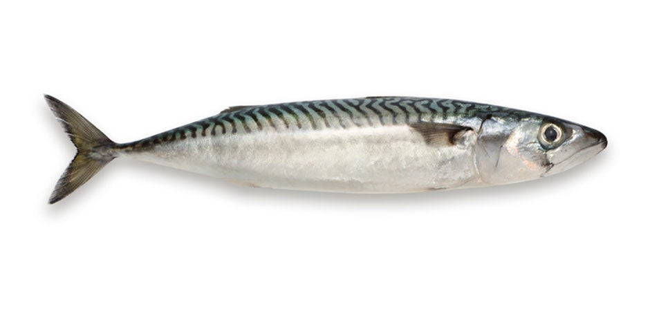 Los perros pueden comer pescado - Macarela Los perros pueden comer pescado, como esta macarela, también conocida por algunos como sardina.