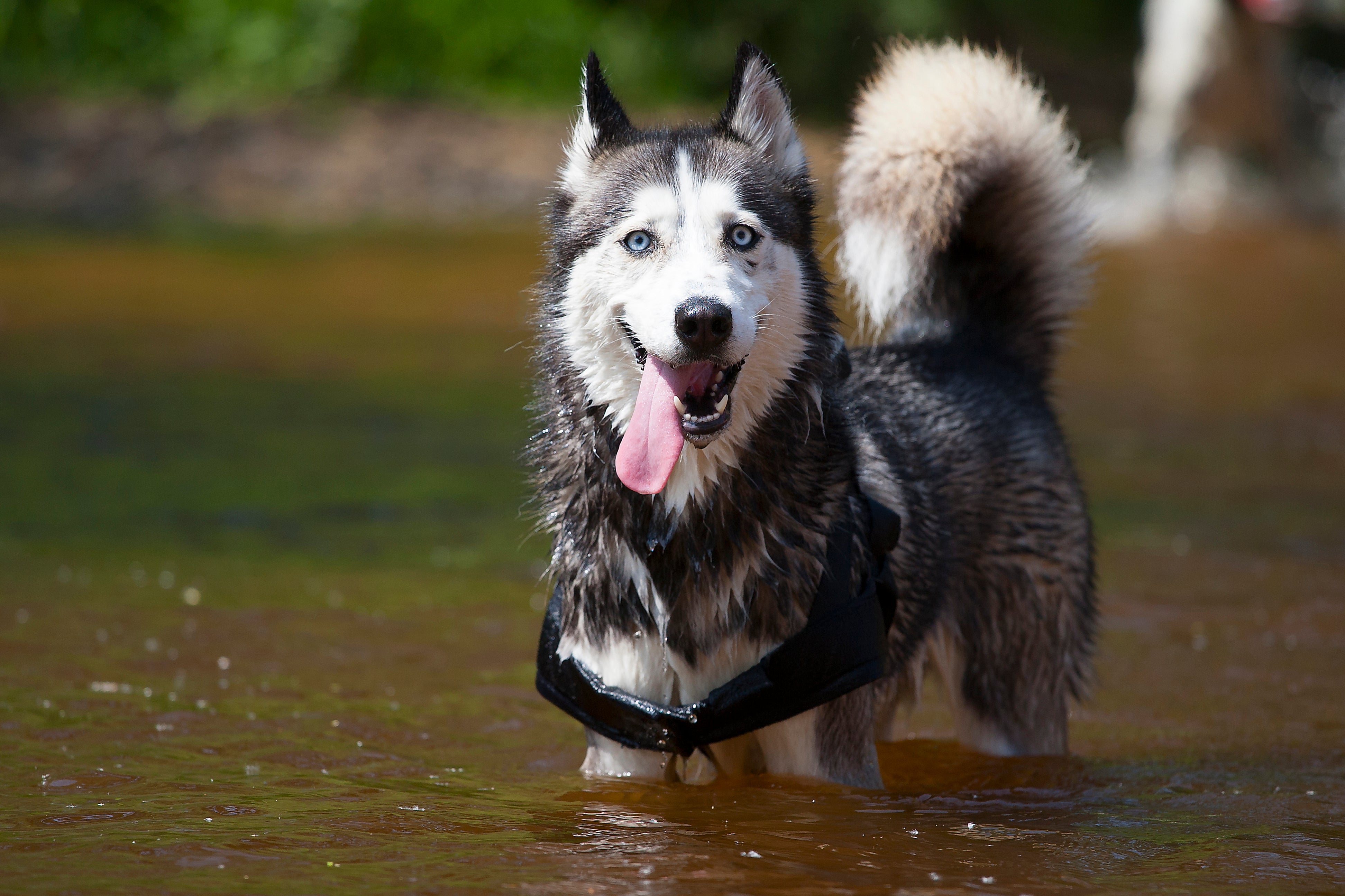 Los perros pueden comer pescado Los perros pueden comer pescado. Husky en un cuerpo de agua.