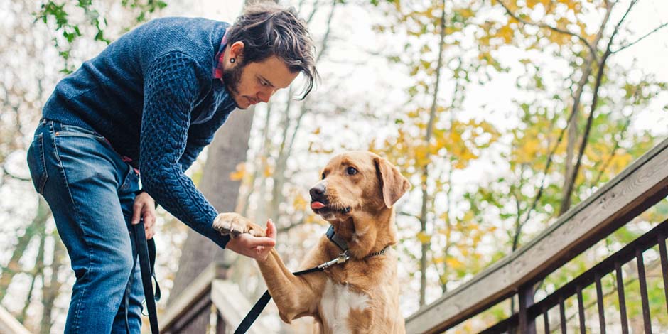 Los perros pueden comer porotos - Aprendizaje Los perros pueden comer porotos y ayudar a prevenir problemas neurológicos. Mascota dando la patita a tutor.