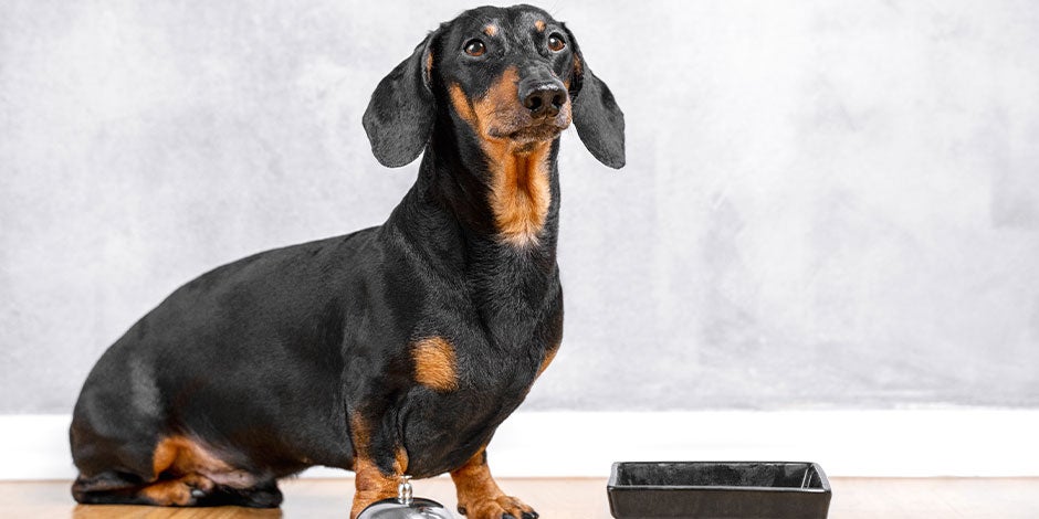 Los perros pueden comer porotos Conocé si los perros pueden comer porotos. Dachshund junto a su plato.