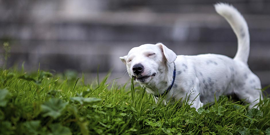 Mi perro vomita espuma blanca – Cachorro comiendo césped Mi perro vomita espuma blanca. Si fuera verde podría ser por comer césped como hace este can.