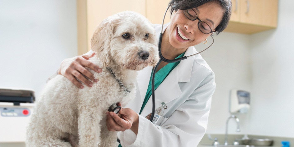 Pancreatitis en perros - Veterinaria Contactá al veterinario para identificar y prevenir la pancreatitis en perros. Veterinaria con mascota.