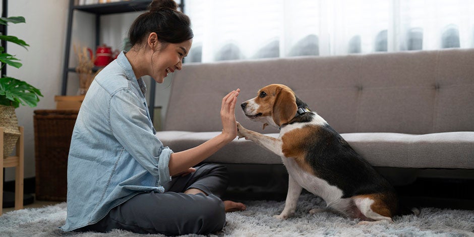 Premios para perros - Adiestramiento Esta tutora está utilizando premios para perros para adiestrar a su mascota.