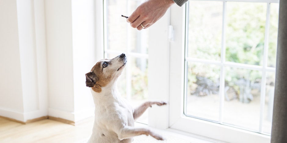 Premios para perros - Vínculo Este tutor está utilizando premios para perros para fortalecer el vínculo con su mascota.
