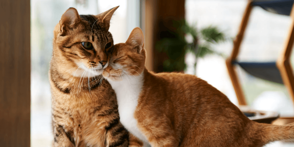 sexo-de-los-gatos sexo-de-los-gatos