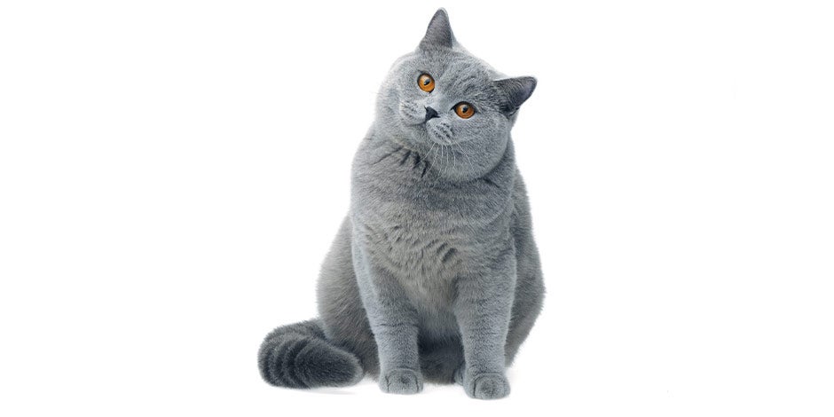 Vitaminas para gatos - Pelaje Las vitaminas para gatos ayudan a que el michi se mantenga sano y hermoso. Gato gris con pelaje radiante.