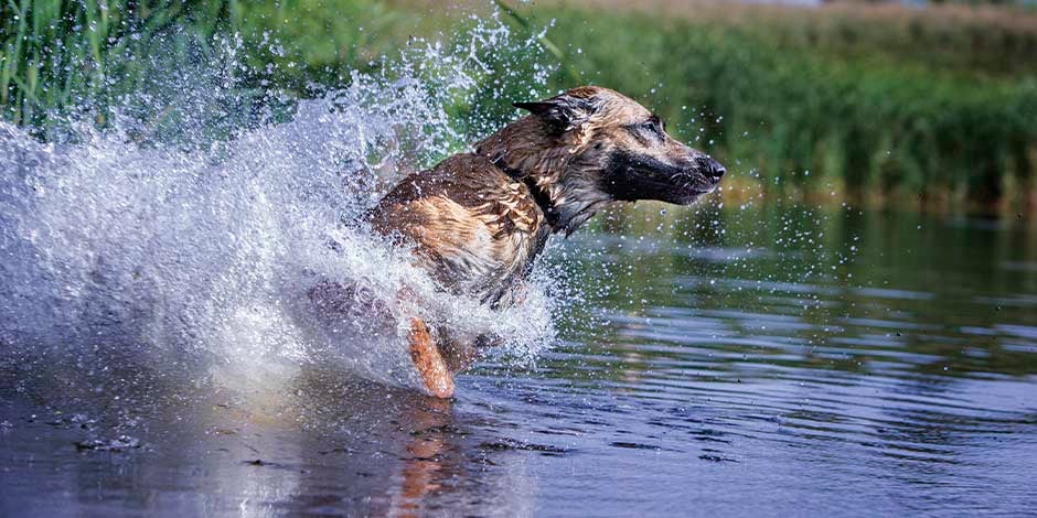 Antiinflamatorio para perros – Pastor belga Malinois Una dieta con efecto antiinflamatorio para perros ayudará a cuidar sus articulaciones. Pastor belga en el agua.