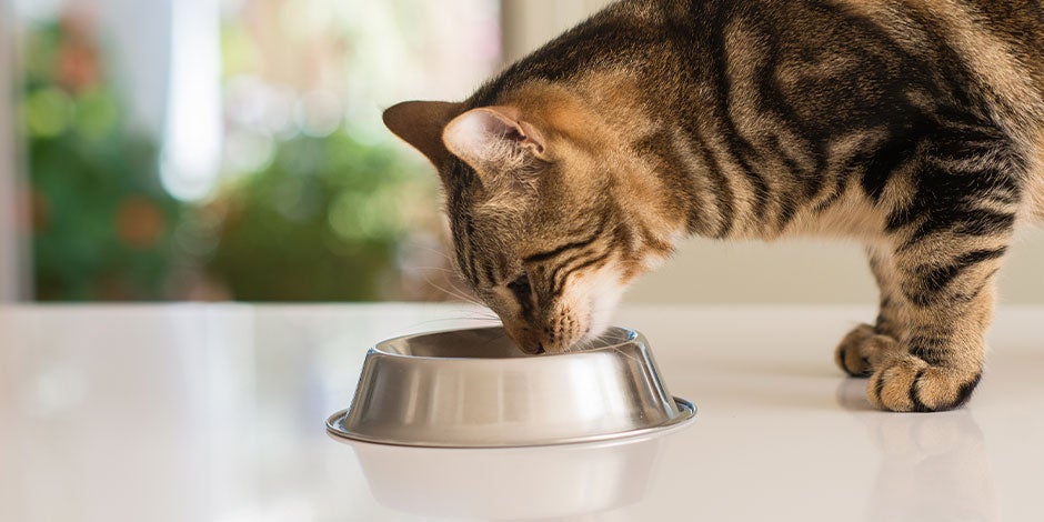 Comida premium para gatos – Adulto comiendo Comida premium para gatos. Michi adulto comiendo de su plato.