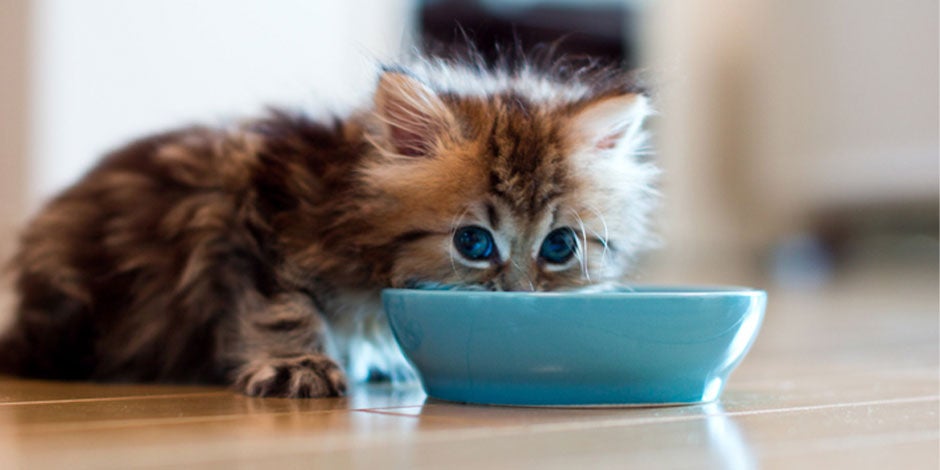 Comida premium para gatos – Michi bebé comiendo Comida premium para gatos. Gatito bebé comiendo de su plato.