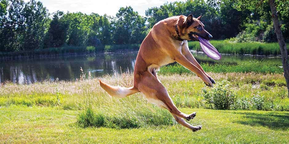 Pastor belga en el aire atrapando un frisbee. Conocé cómo abrirle el apetito a un perro.