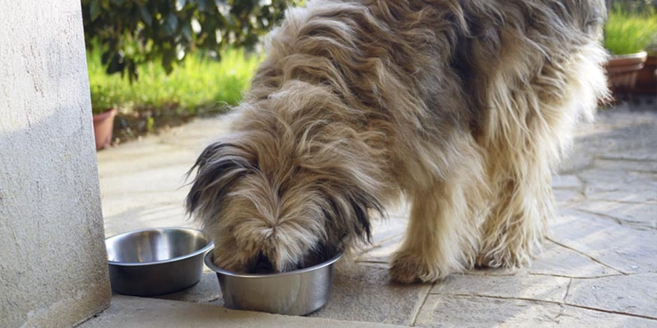 Pastor bergamasco feliz alimentándose. Cómo abrirle el apetito a un perro.
