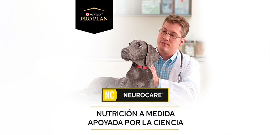 La disfunción cognitiva en perros se puede prevenir con nutrición de calidad. Banner de PRO PLAN® Neurocare.