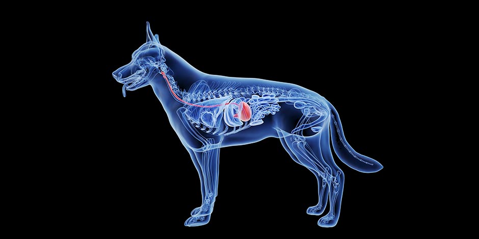 El perro es carnívoro, herbívoro u omnívoro - Anatomía ¿El perro es carnívoro, herbívoro u omnívoro? Conocé su anatomía y cuidá su bienestar.