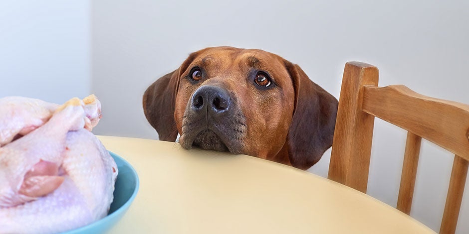 El perro es carnívoro, herbívoro u omnívoro - Pollo ¿El perro es carnívoro, herbívoro u omnívoro? Perro con antojo de pollo.