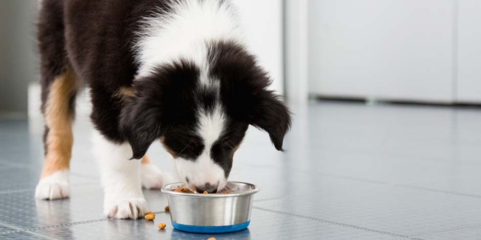 El perro es carnívoro, herbívoro u omnívoro ¿El perro es carnívoro, herbívoro u omnívoro? Descubrilo y nutrilo bien. Collie comiendo.