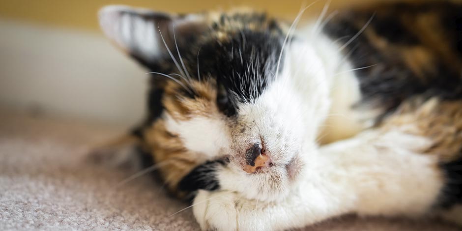 Epilepsia en gatos - Dormir Luego de un episodio de epilepsia en gatos, tu michi sólo querrá dormir y descansar, como el de la imagen.