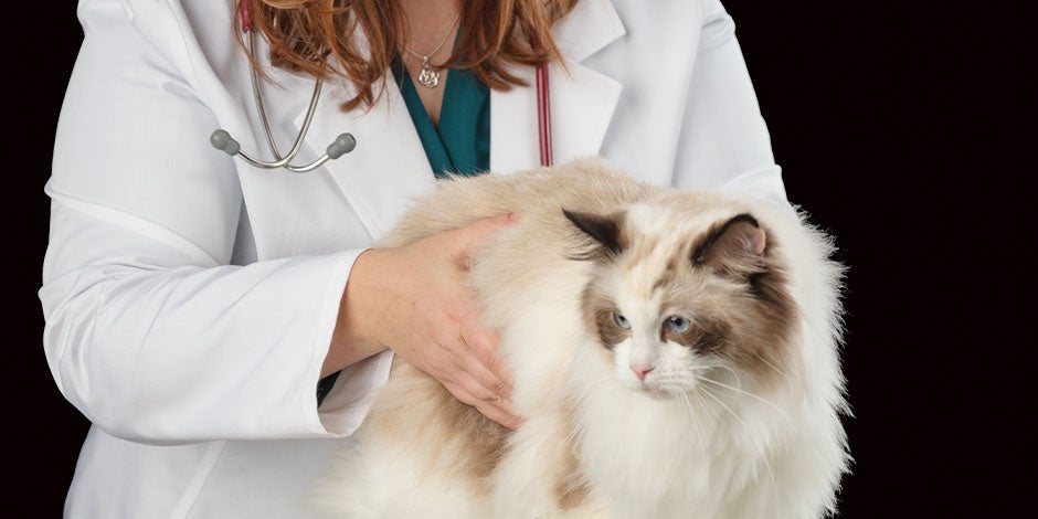 Epilepsia en gatos - Veterinaria Epilepsia en gatos. Michi en consulta con su veterinaria.