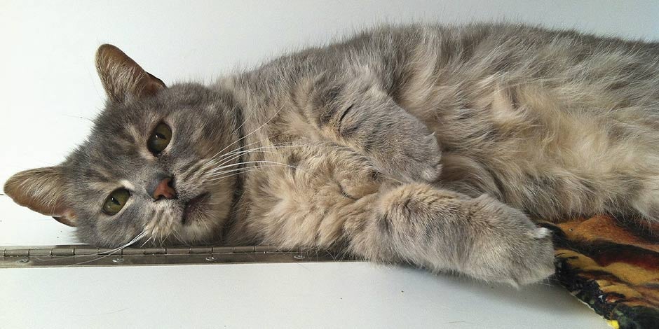 Epilepsia en gatos. Michi de pelaje atigrado con aspecto indispuesto.
