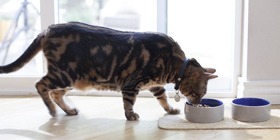 Fibra para gatos - Alimentación Vista lateral de un michi comiendo de su plato. Fibra para gatos.