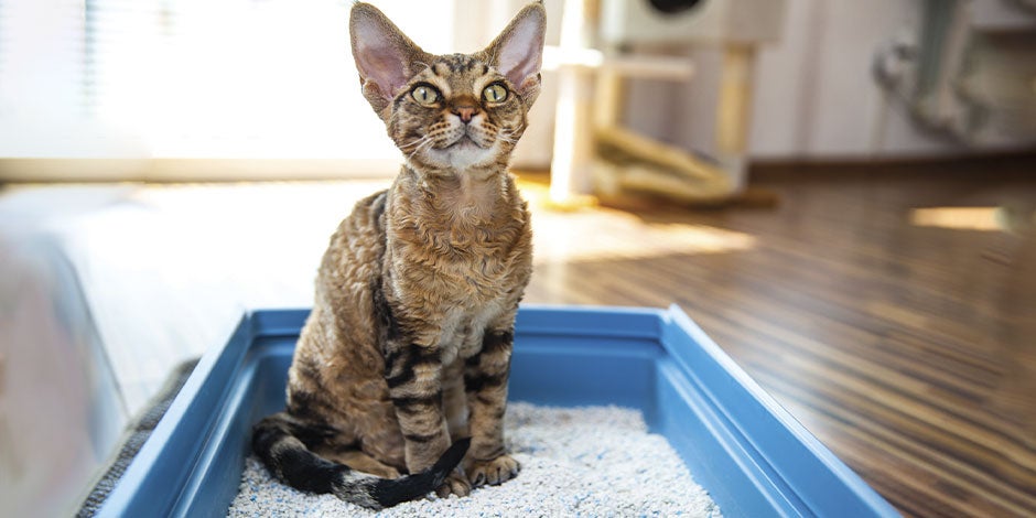 Fibra para gatos - Beneficios Gato en su arenero. Conocé los beneficios de la fibra para gatos.