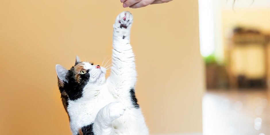 Hay frutas que pueden comer los gatos y que funcionan como premios. Michi recibiendo un premio de su tutor.