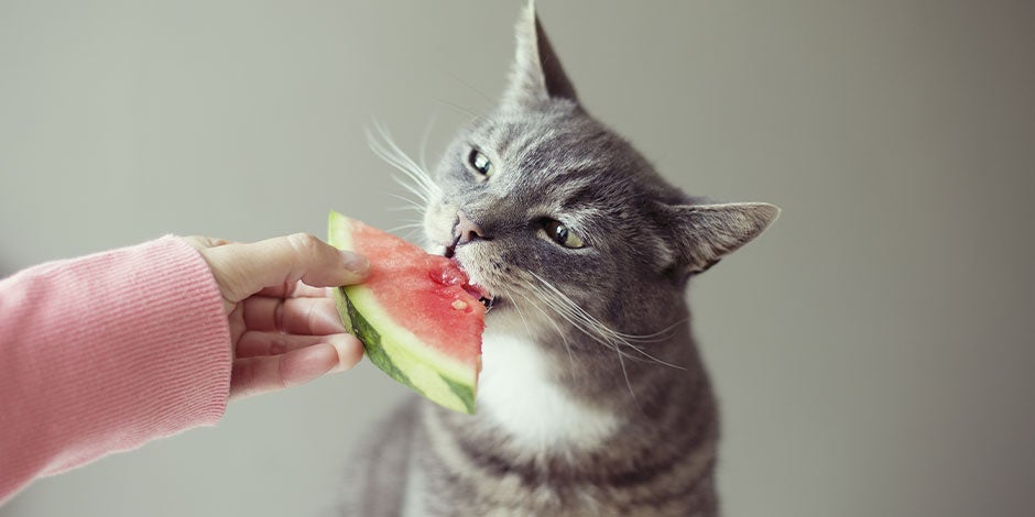 Frutas que pueden comer los gatos. Michi comiendo sandía.