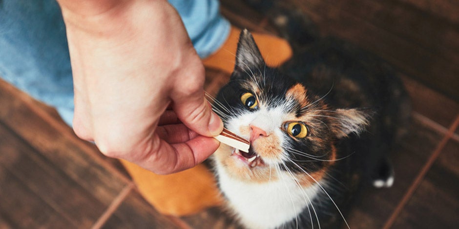Frutas que pueden comer los gatos. Mascota recibiendo un bocadito de su tutor.