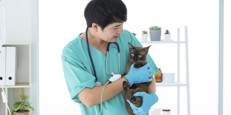 Gastritis en gatos - Veterinario Veterinario sosteniendo un michi en sus brazos. Gastritis en gatos