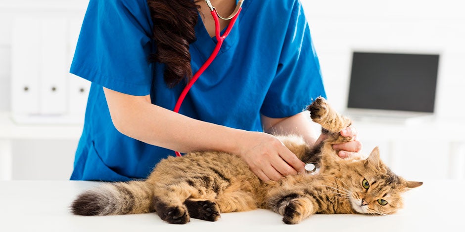 Veterinaria examinando a un michi con posible gastritis en gatos.