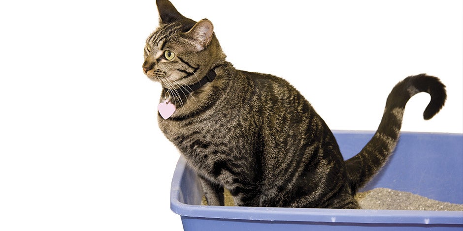 Incontinencia urinaria en gatos: tratamiento, síntomas y causas – Atigrado Incontinencia urinaria en gatos: tratamiento, síntomas y causas. Michi atigrado en su caja de arena.
