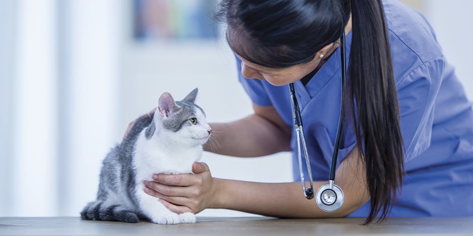 Incontinencia urinaria en gatos: tratamiento, síntomas y causas -Veterinaria Incontinencia urinaria en gatos: tratamiento, síntomas y causas. Michi siendo revisado por su veterinaria.