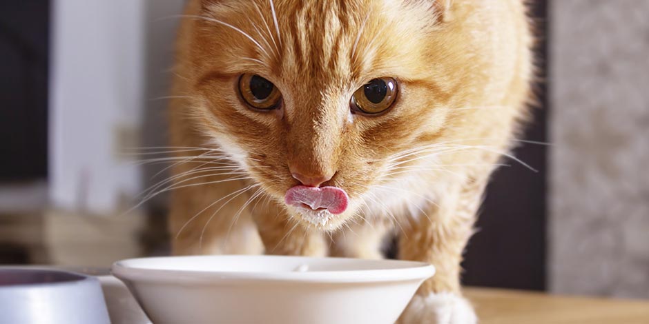 Los gatos pueden comer avena. Michi comiendo avena de su plato.