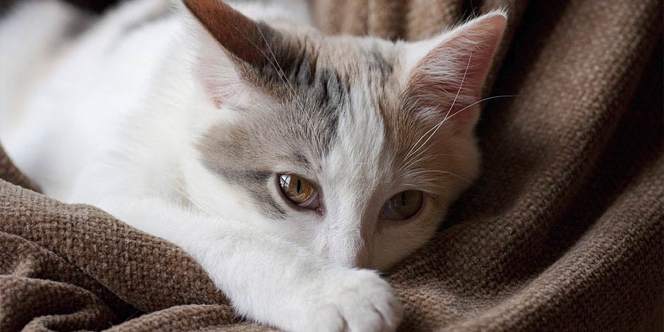 Los gatos pueden comer avena, pero con precaución. Michi indispuesto.