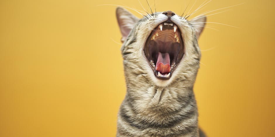 ¿Los gatos pueden comer banana? Michi con la boca abierta.