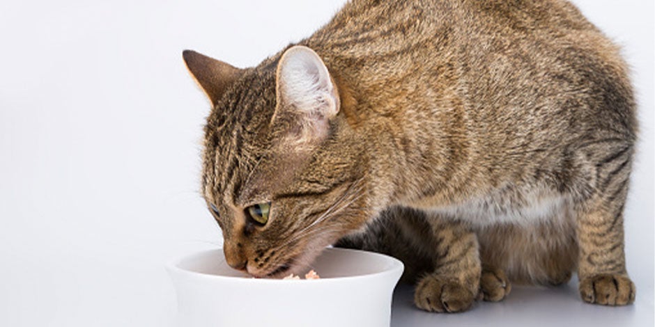¿Los gatos pueden comer manzana? Michi atigrado comiendo algo de su plato.