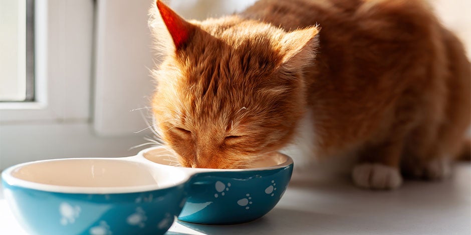 Los gatos pueden comer avena. Michi naranja comiendo avena de una taza.