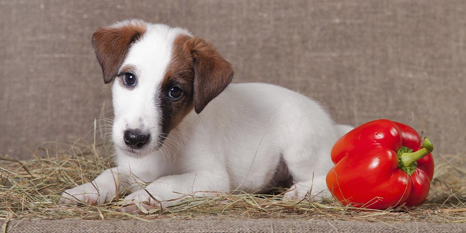 Los perros pueden comer pimiento. Cachorro acostado junto a un pimiento rojo.