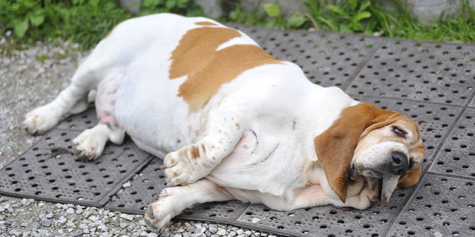 Los perros pueden comer remolacha - Sabueso Los perros pueden comer remolacha, salvo que tengan diabetes u obesidad, como este sabueso obeso acostado en el suelo.
