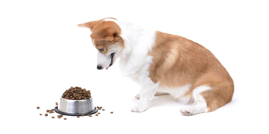 Por qué le suena el estómago a mi perro - Exceso Corgi junto a plano lleno. El exceso de alimento puede explicar por qué le suena el estómago a mi perro.
