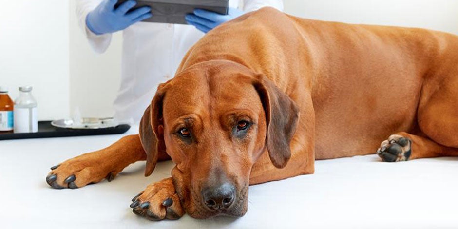Por qué le suena el estómago a mi perro - Malestar ¿Por qué le suena el estómago a mi perro? Mira si tiene malestar como el de la foto y llevalo al veterinario.