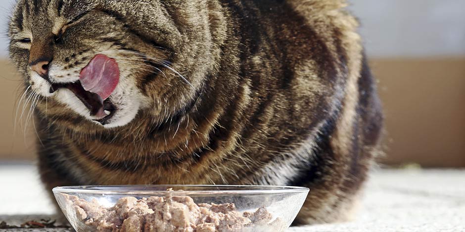 Alimentos para gatos con problemas renales - Concentrado Alimentos para gatos con problemas renales. Gato atigrado disfrutando su alimento PRO PLAN®.