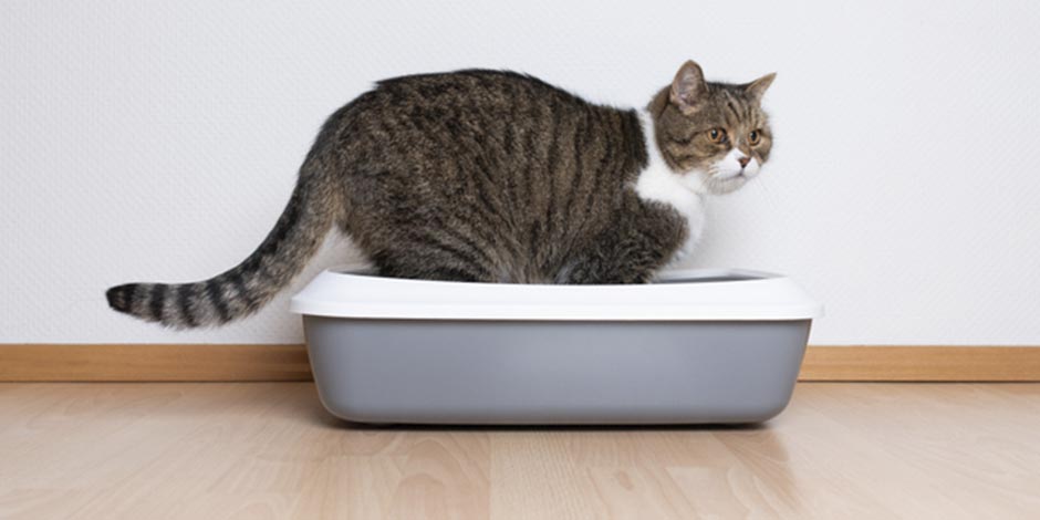 Alimentos para gatos con problemas renales - Micción Michi en su arenero. Los gatos con ERC van más al baño, dales alimentos para gatos con problemas renales.