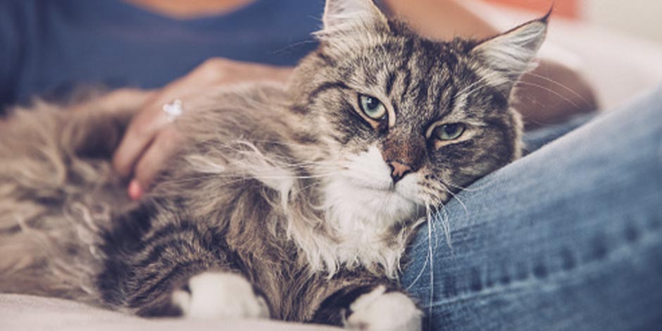 Alimentos para gatos con problemas renales como el de la foto.