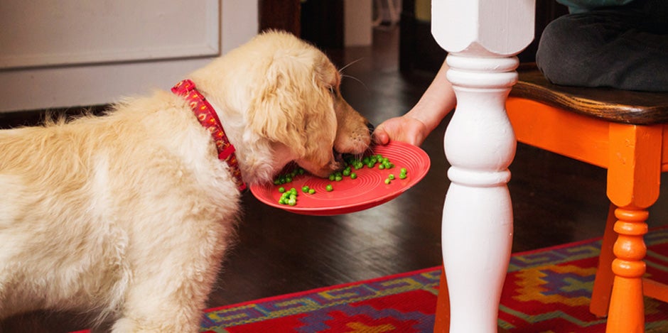 Carbohidratos perros - Guisantes Carbohidratos perros: Golden retriever comiendo guisantes.