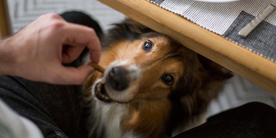 Tutor de mascota ofreciendo carbohidratos a su perro.