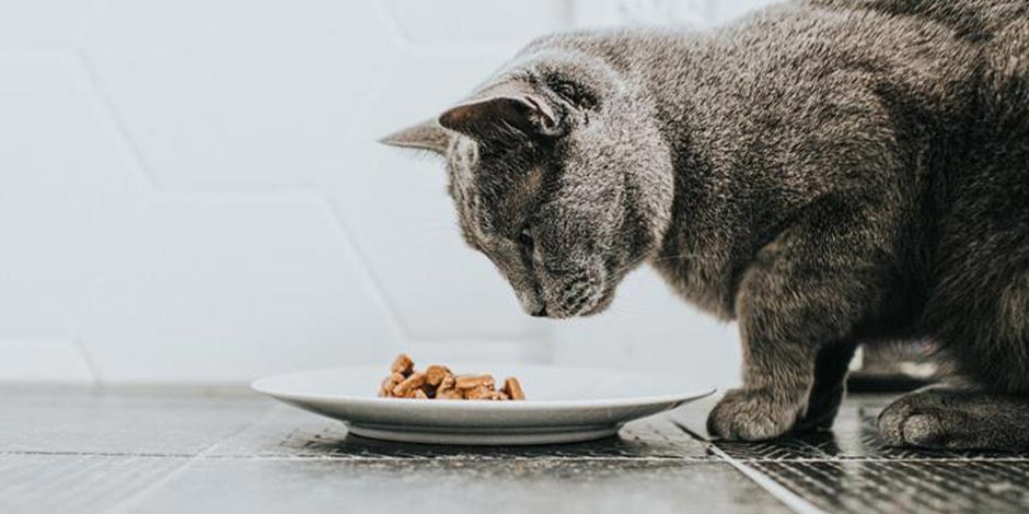Comida blanda para gatos – Beneficios Gato gris disfrutando los beneficios de la comida blanda para gatos.