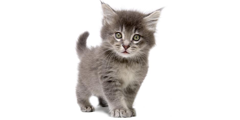 Comida blanda para gatos - Gatito La comida blanda para gatos también es buena para gatitos como el de la foto.