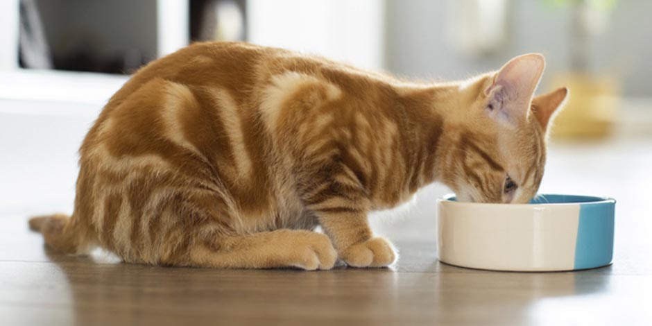 Comida blanda para gatos - Naranja Michi naranja alimentándose de su comida blanda para gatos.