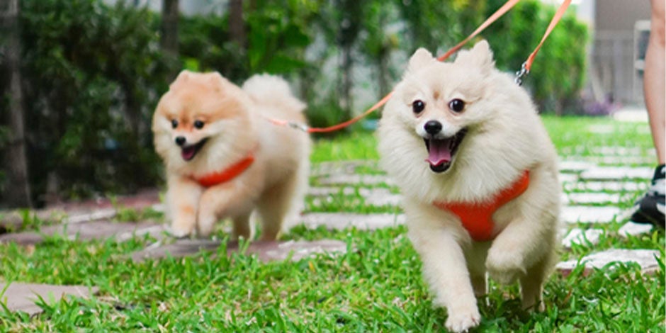 Complejo B para perros - Pomeranias El complejo B es clave para estos perros pomerania, ya que ayuda a mantener su pelaje en óptimas condiciones.