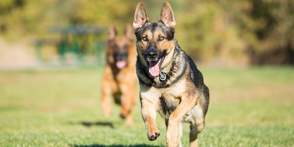 Complejo B para perros Pastor alemán corriendo, gracias a la energía que obtiene del complejo B para perros.